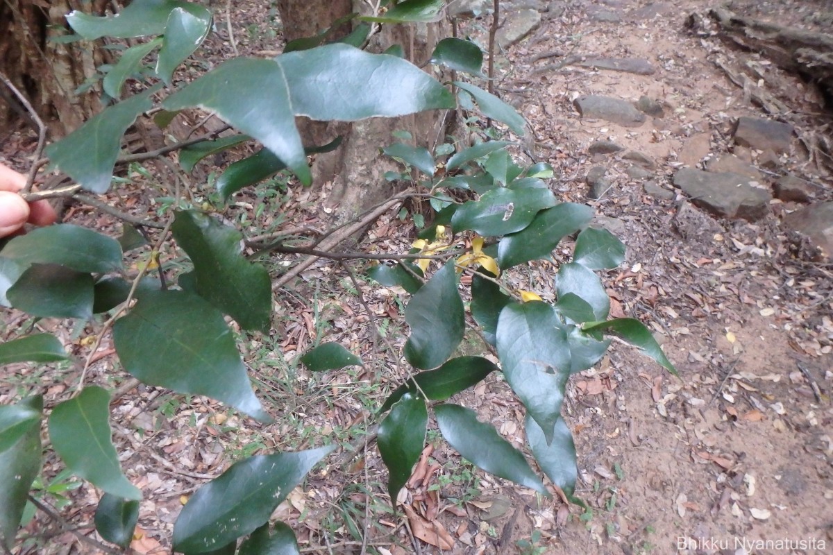 Mitrephora heyneana (Hook.f. & Thomson) Thwaites